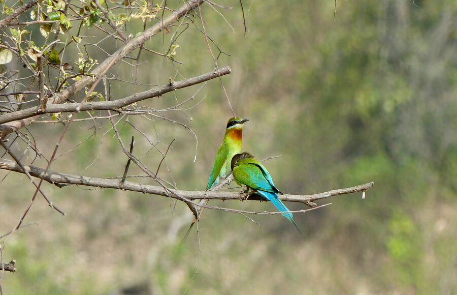 BIRD-WATCHING SAFARI-Bijrani Forest Lodge-dhikala-jim-corbett-national-park