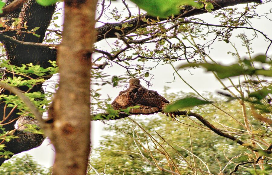 BIRD-WATCHING SAFARI-dhikala-zone-jim-corbett-national-park